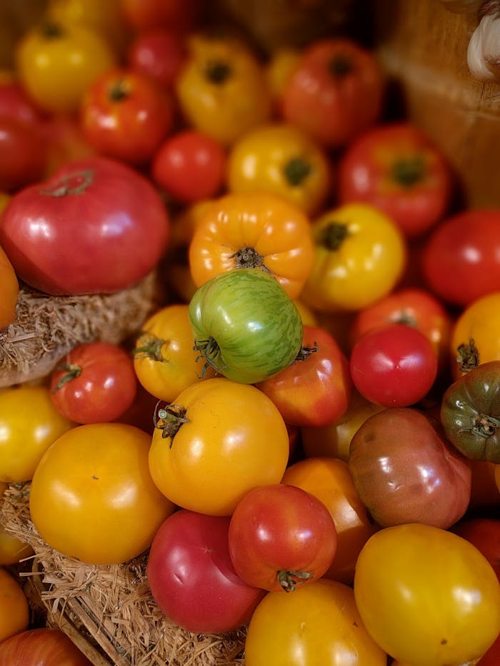 A vibrant collection of heirloom tomatoes showcasing diverse colors and shapes, perfect for fresh ingredients.