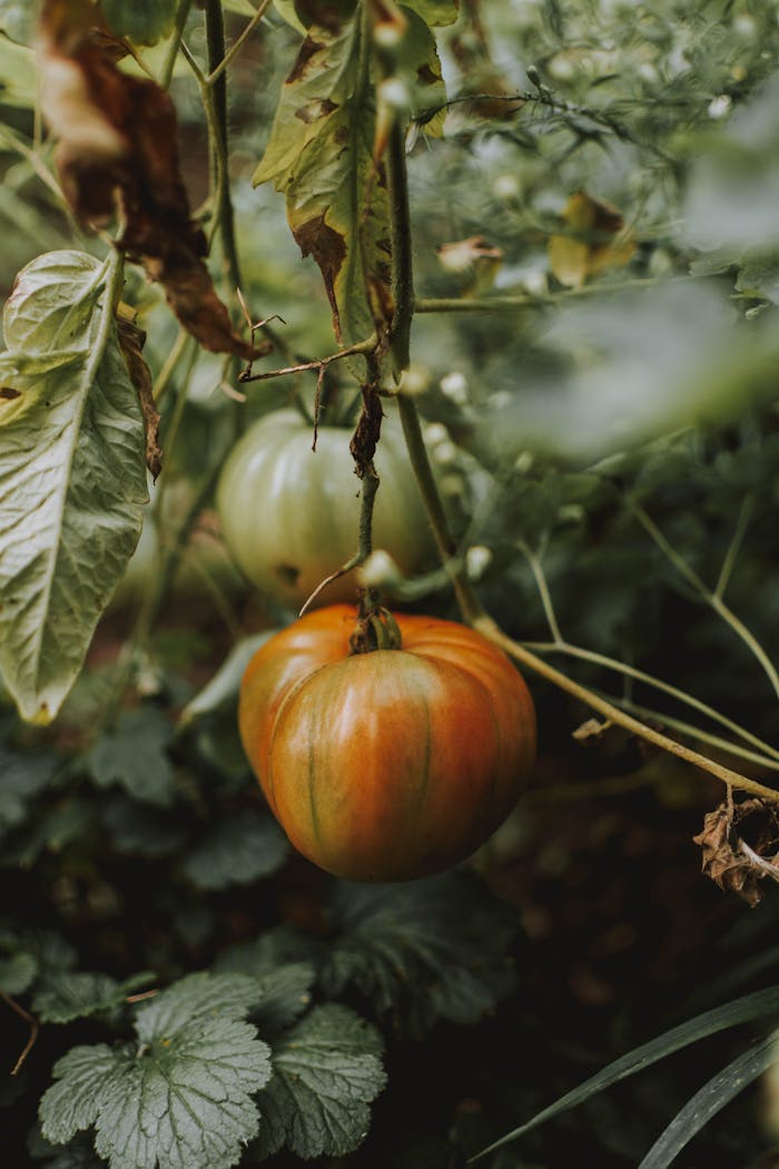 Close-up of ripe organic tomatoes on a vine in a lush garden setting, showcasing nature's bounty.